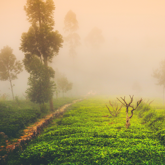 Kangra Tea Achieves Prestigious EU GI Tag, Recognizing Its Unique Heritage VERTUS TEA