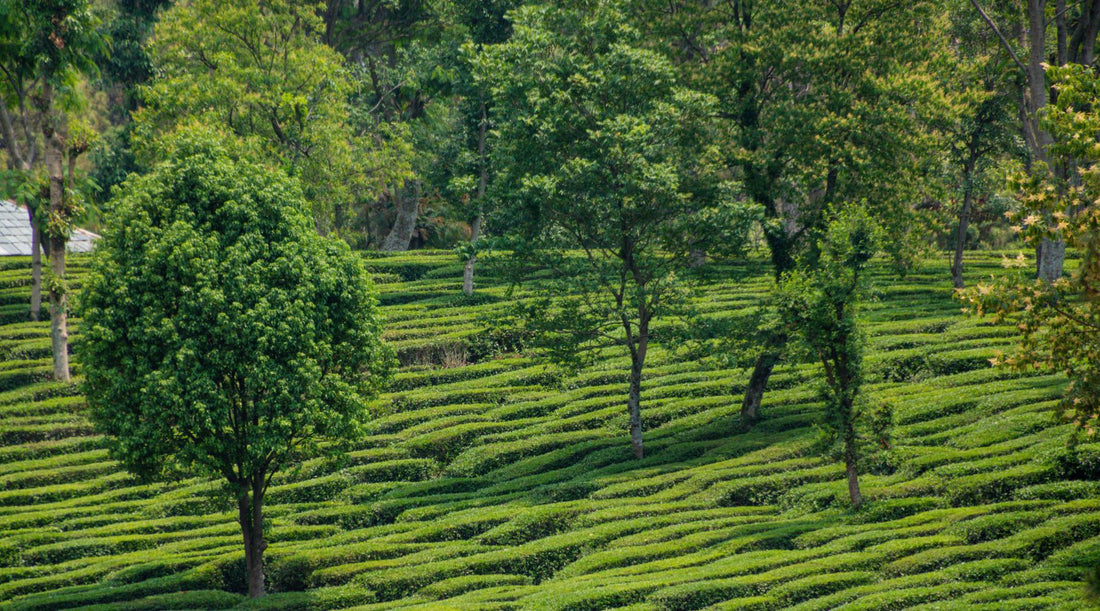 kangra tea 